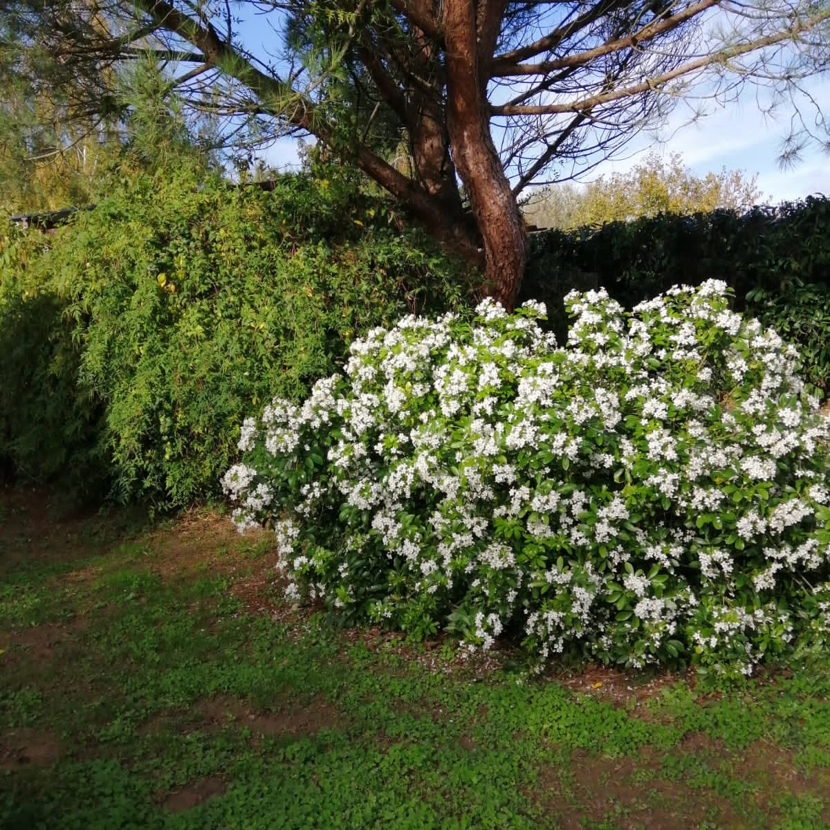 JARDINAGE
