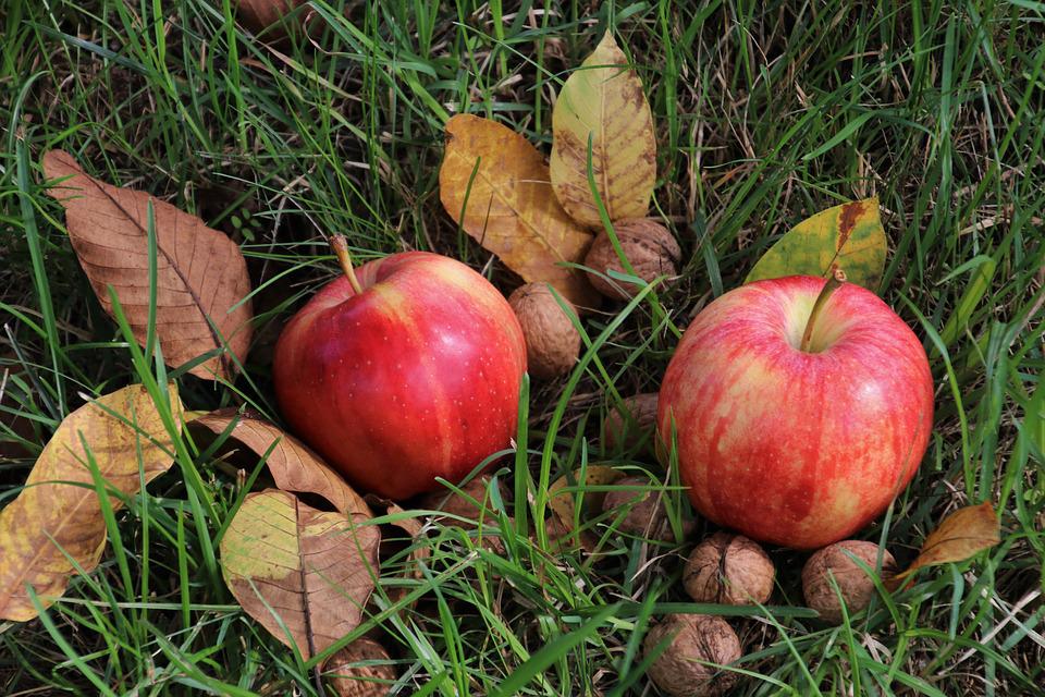 cueillette des pommes